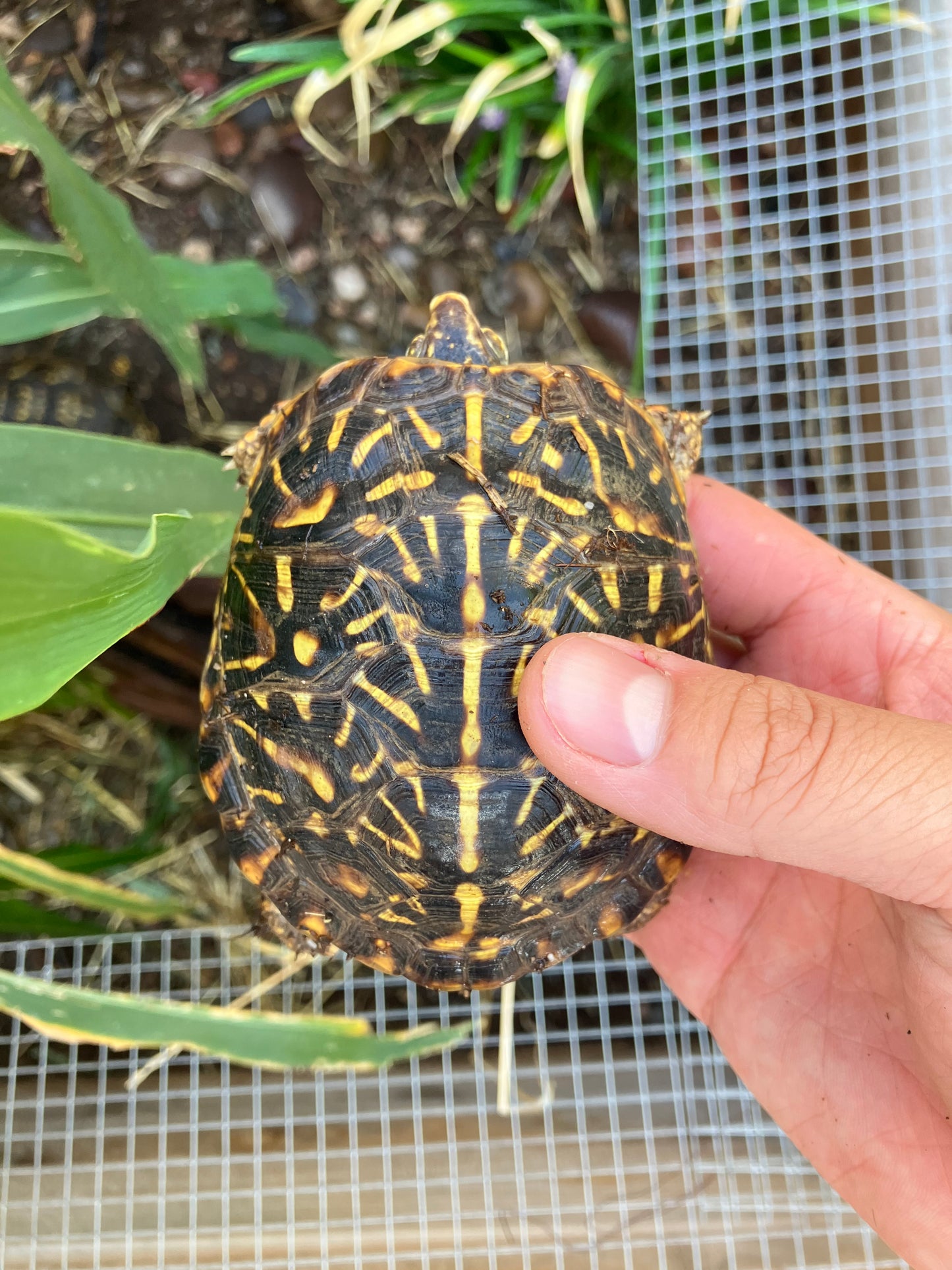 Ornate Box Turtle - Frognose Exotics