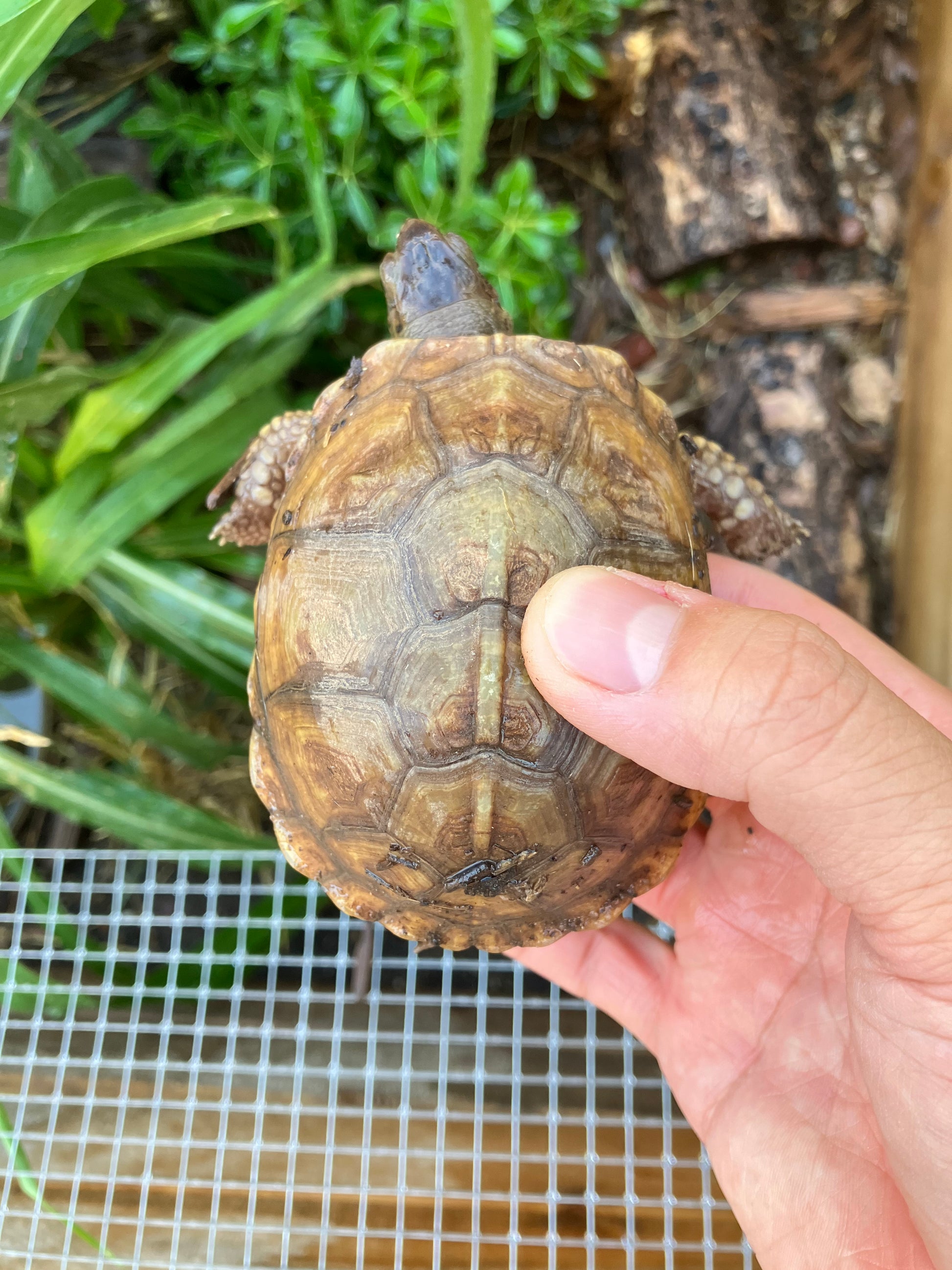 Three-Toed Box Turtle - Frognose Exotics