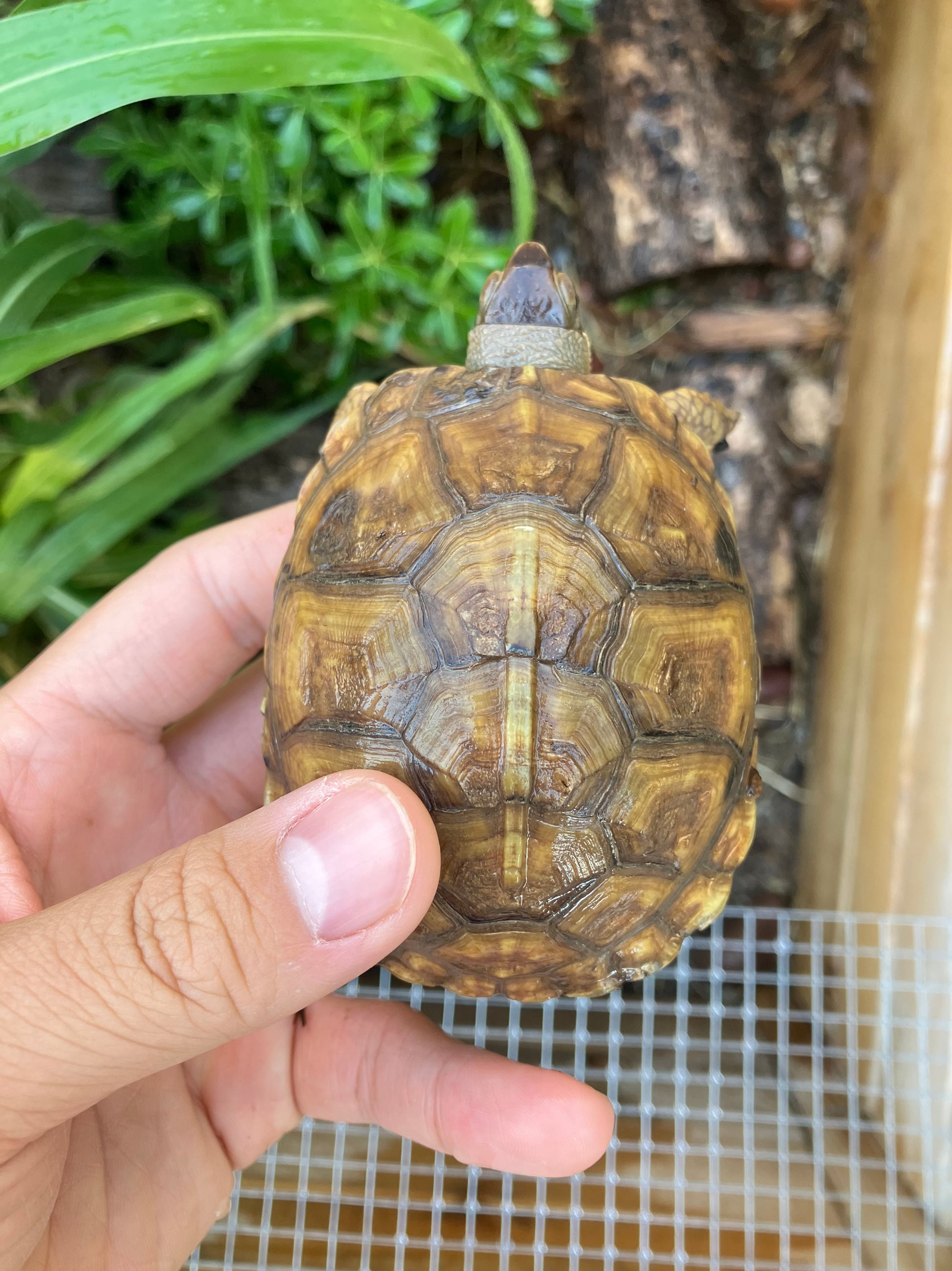 Three-Toed Box Turtle - Frognose Exotics