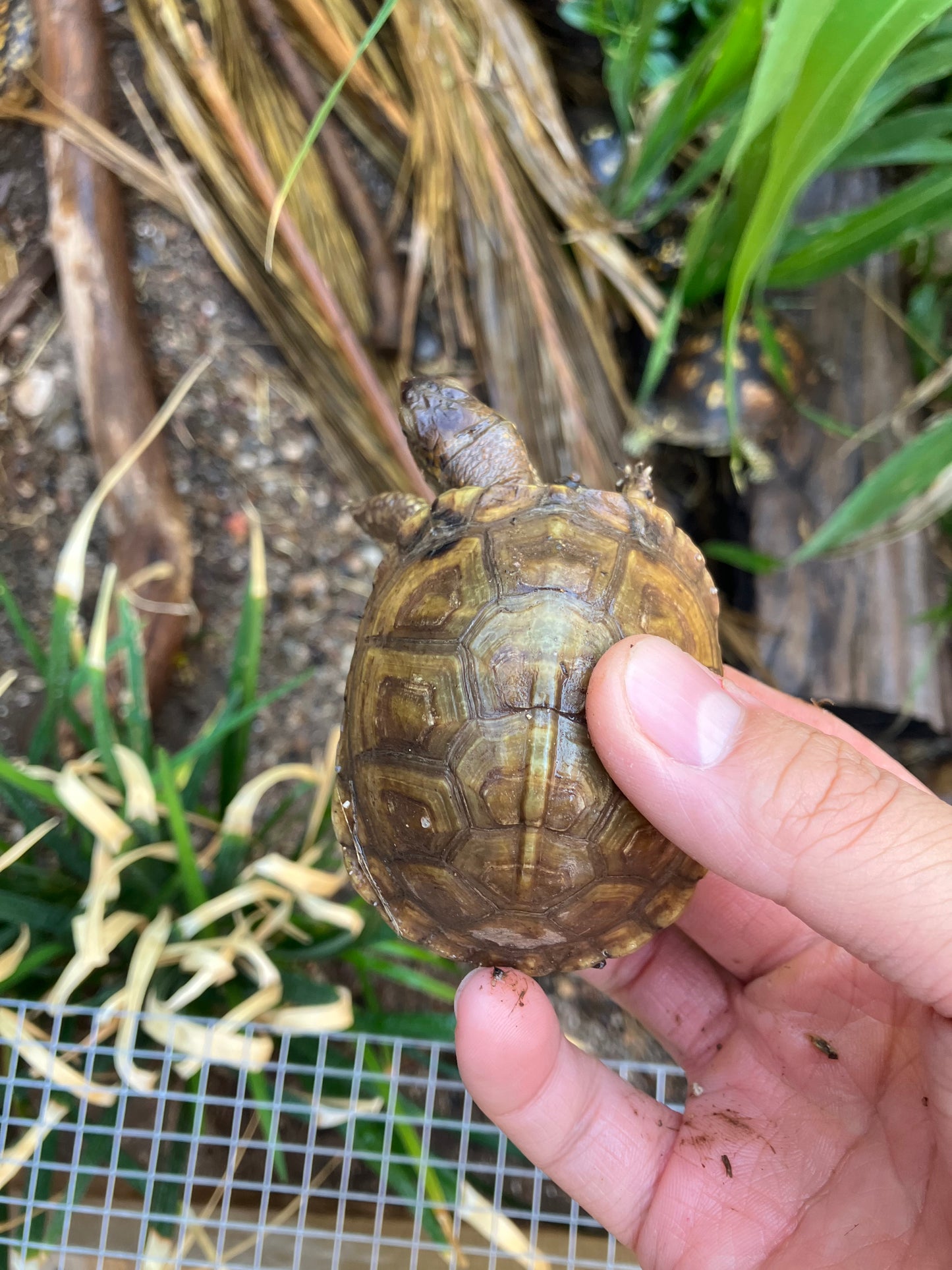 Three-Toed Box Turtle - Frognose Exotics