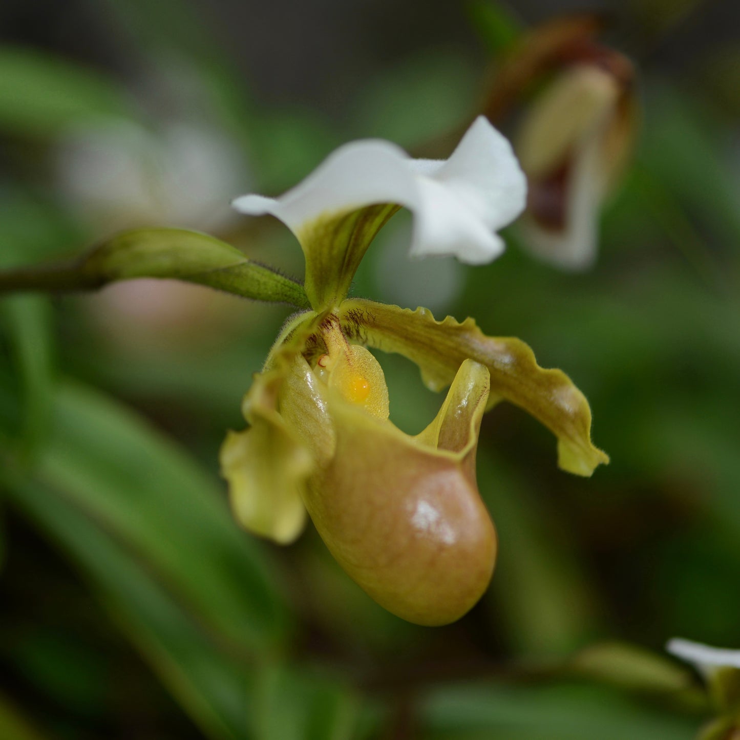 Paphiopedilum barbigerum - Blooming Size - Frognose Exotics