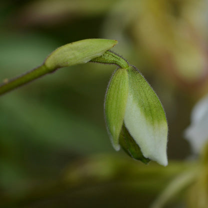 Paphiopedilum barbigerum - Blooming Size - Frognose Exotics