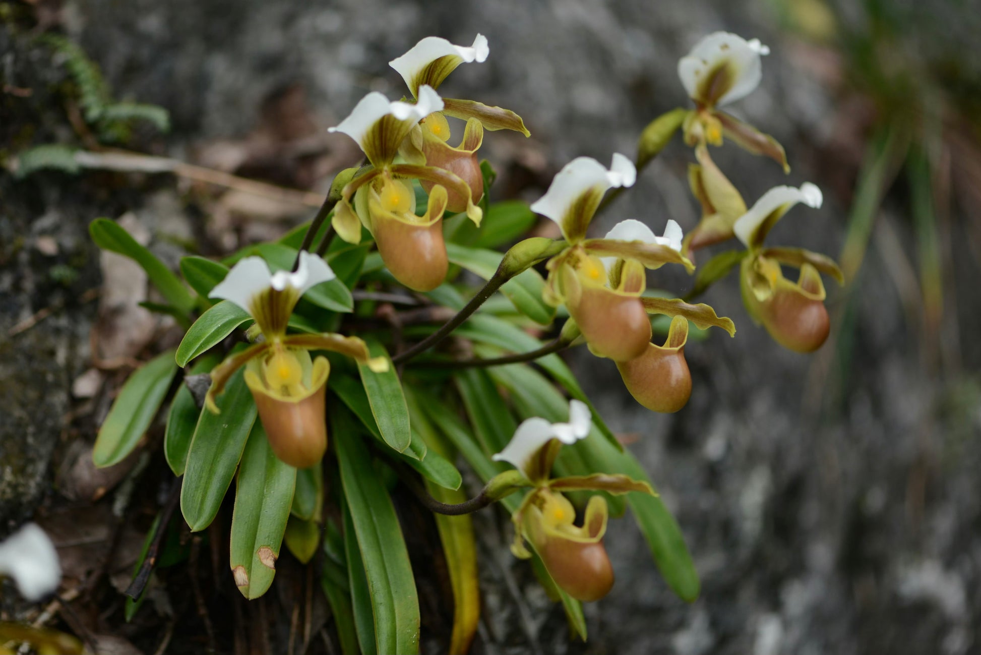 Paphiopedilum barbigerum - Blooming Size - Frognose Exotics