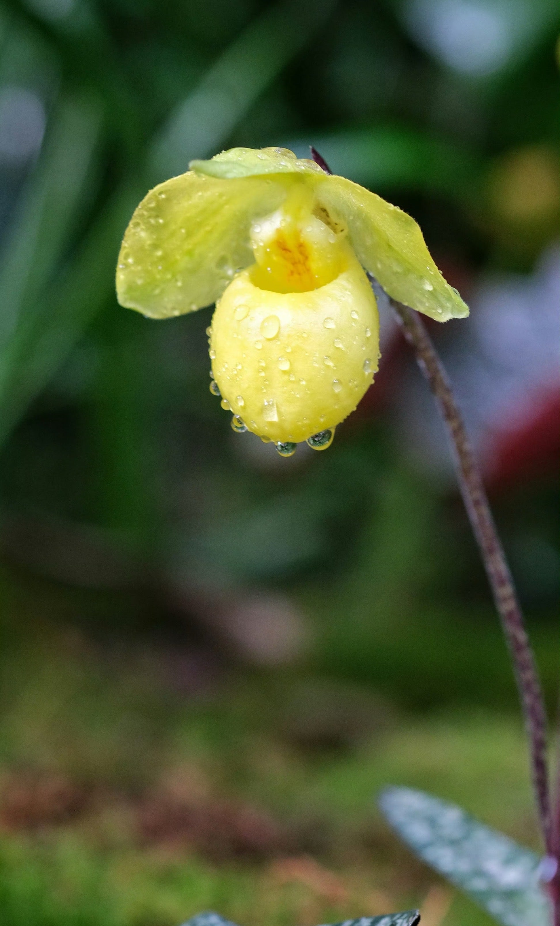 Paphiopedilum armeniacum - Blooming Size - Frognose Exotics