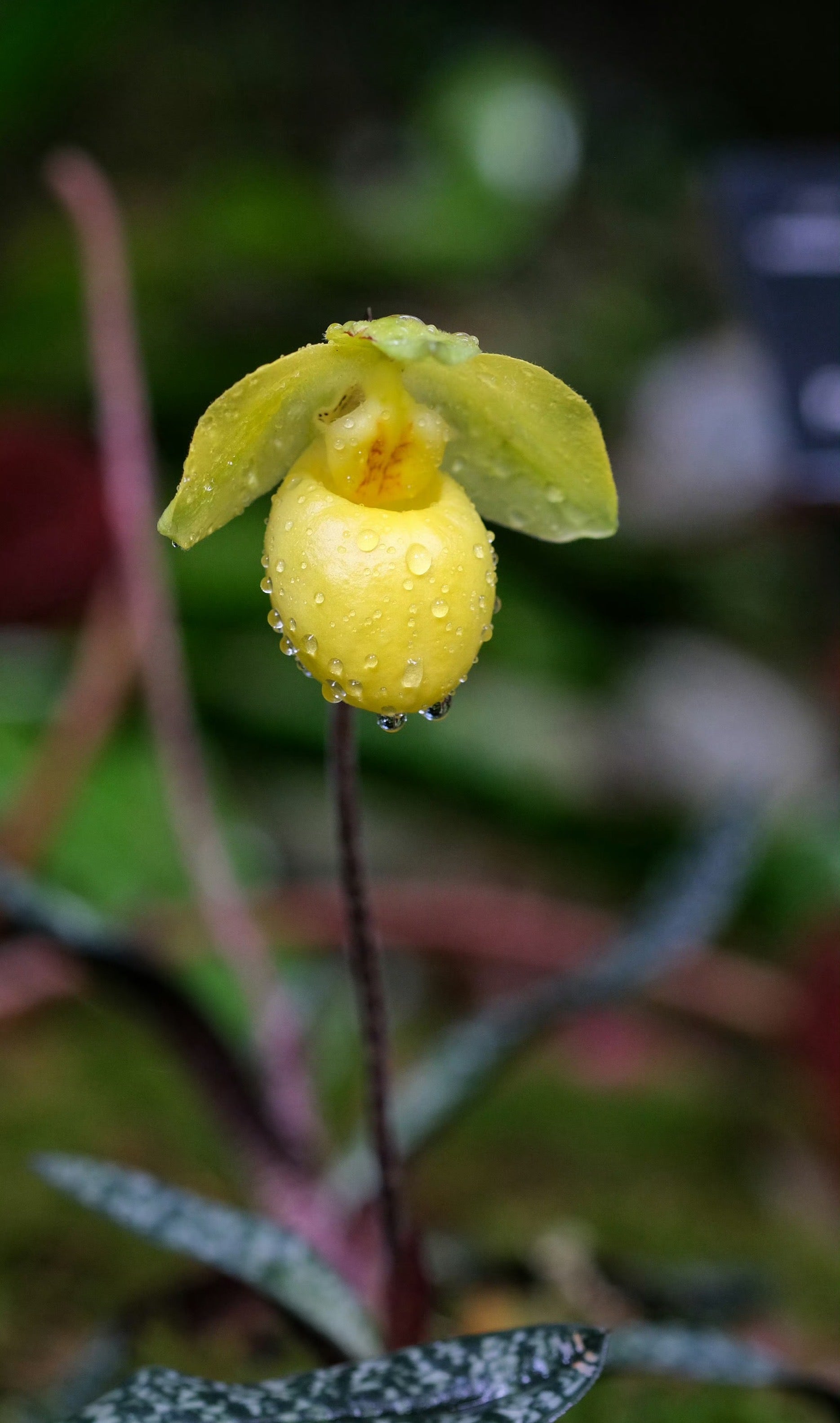 Paphiopedilum armeniacum - Blooming Size - Frognose Exotics