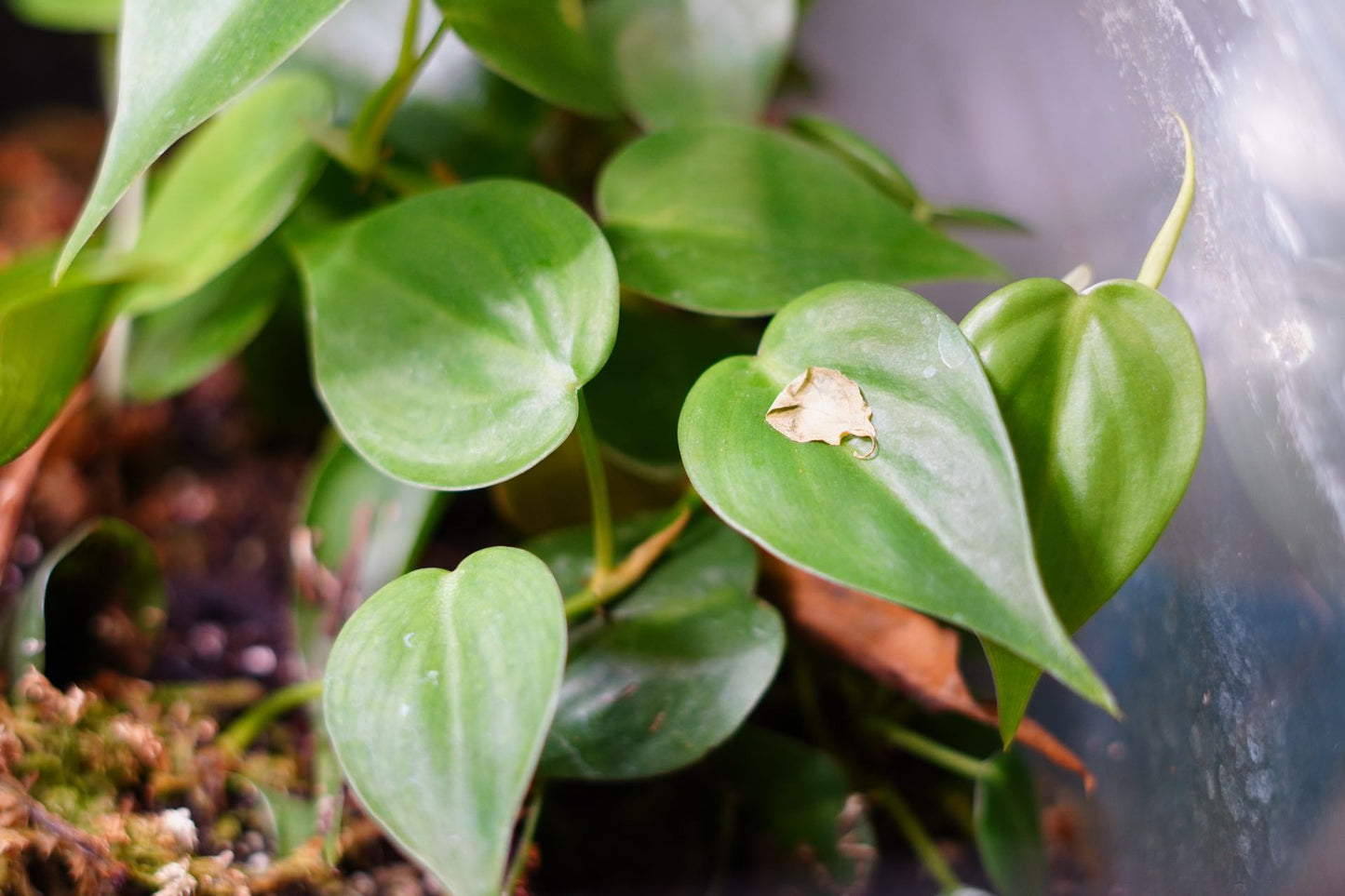 Vivarium Plant (Philodendron cordatum) - Frognose Exotics