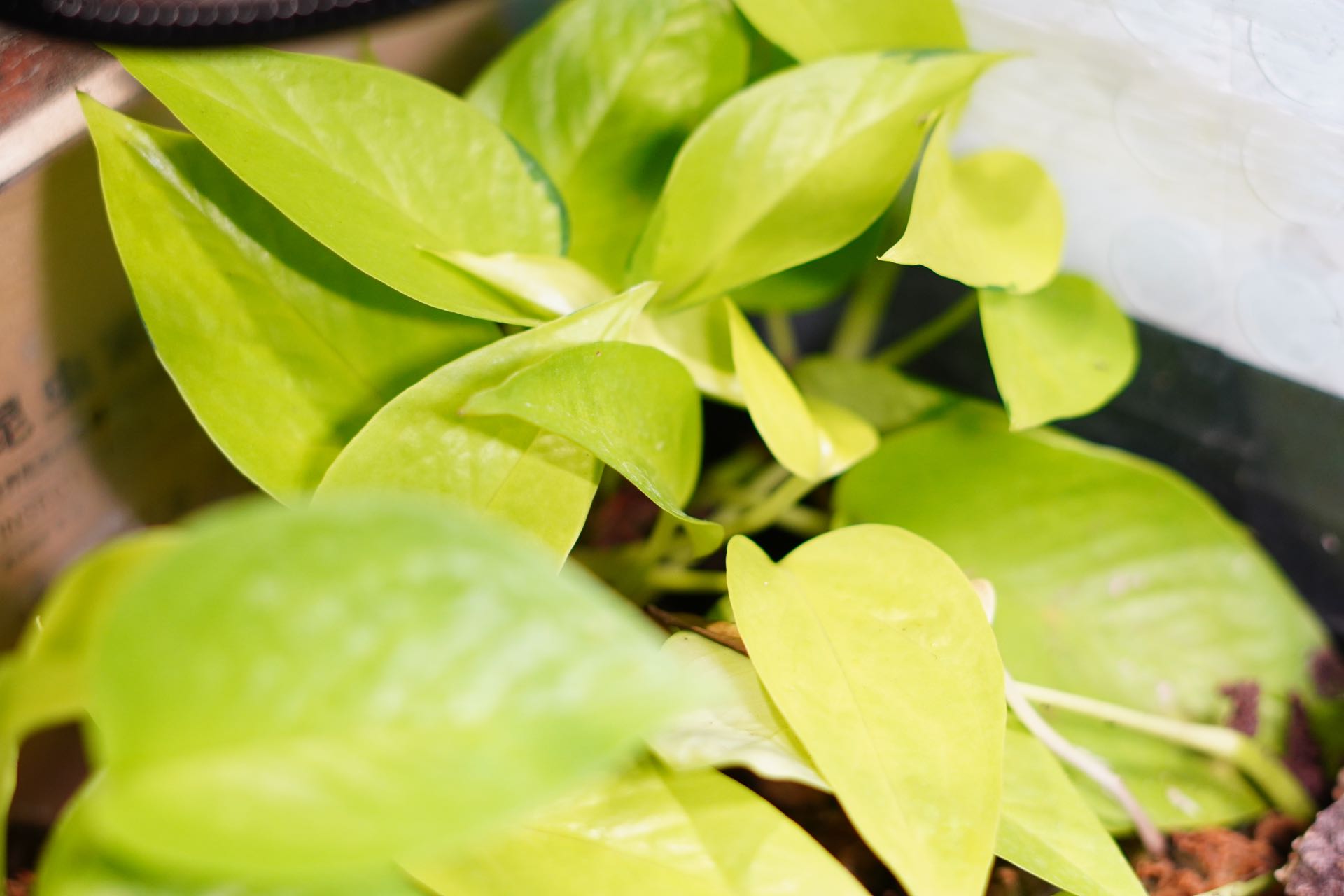 Vivarium Plant Pothos Neon - Frognose Exotics