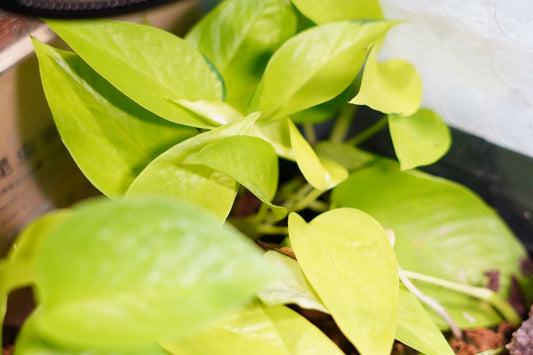 Vivarium Plant Pothos Neon - Frognose Exotics