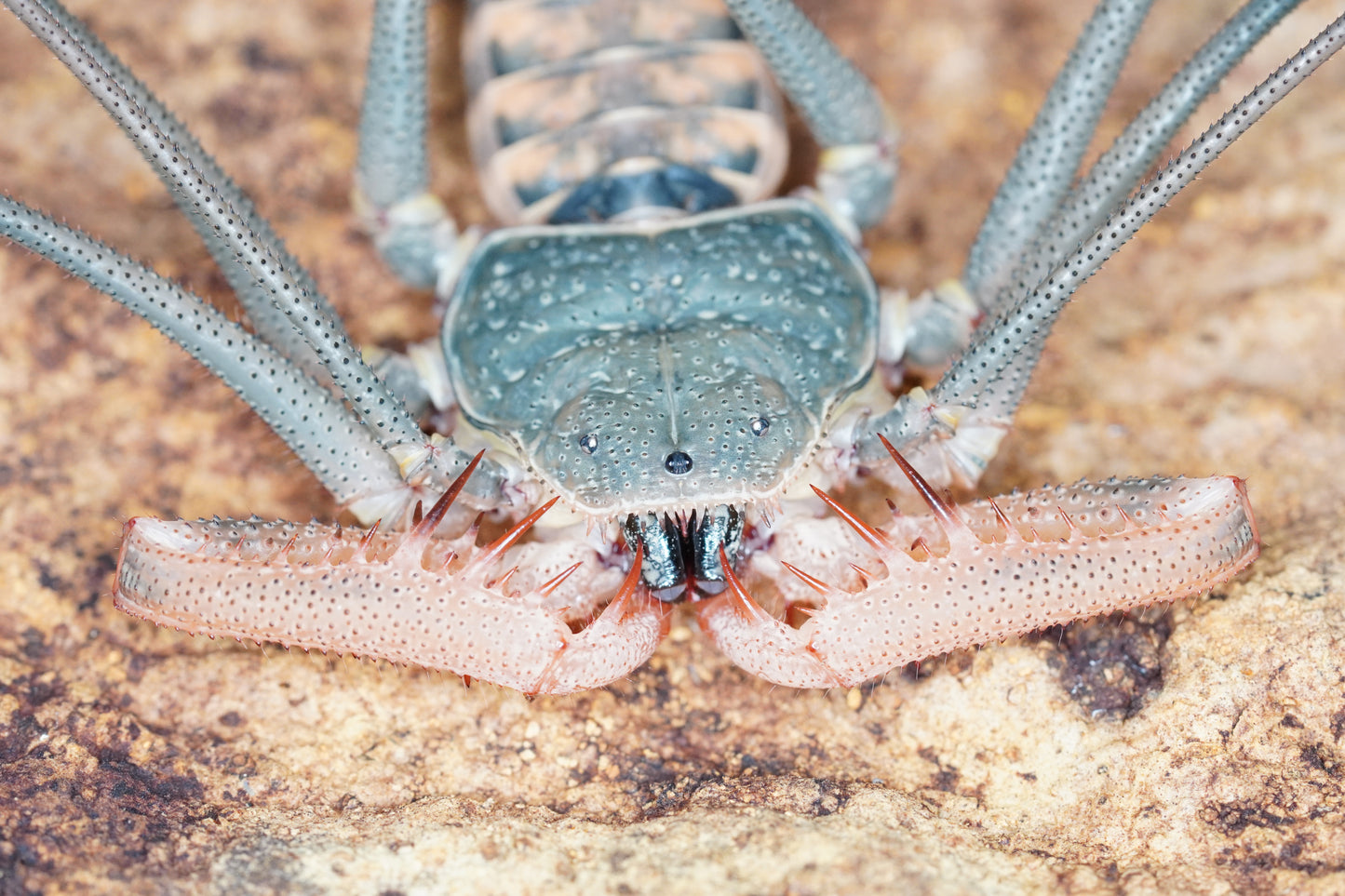 Acanthophrynus coronatus - Frognose Exotics