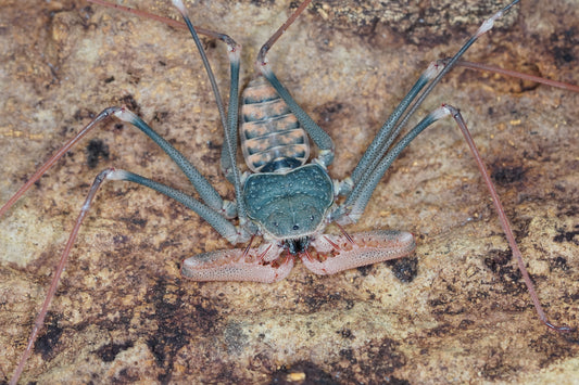 Acanthophrynus coronatus - Frognose Exotics
