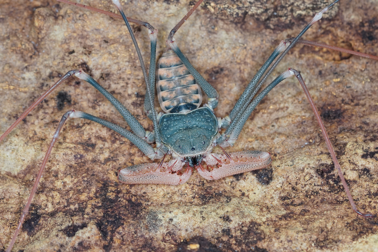 Acanthophrynus coronatus - Frognose Exotics