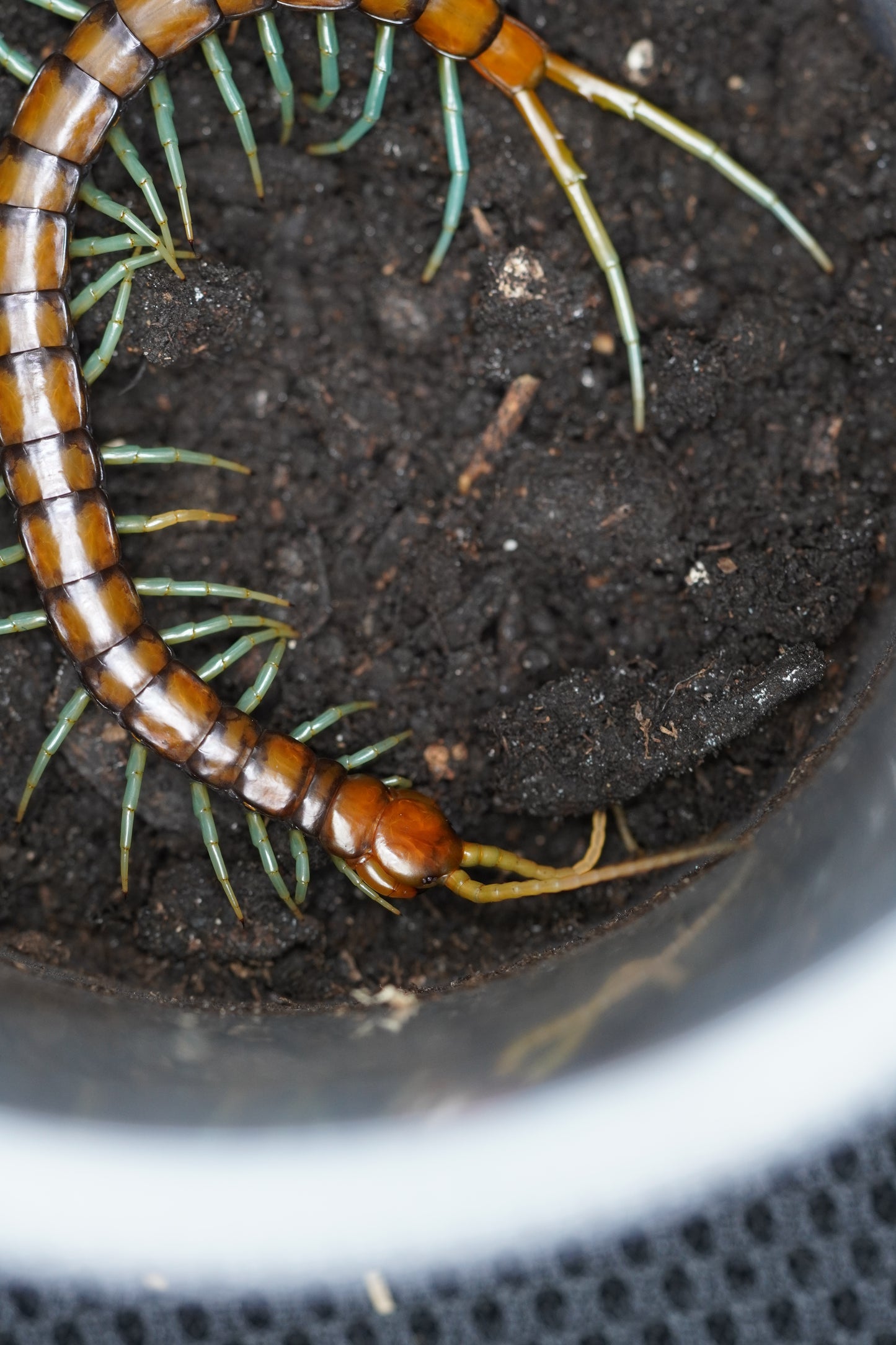 Mint Leg Centipede (1-2i) - Frognose Exotics