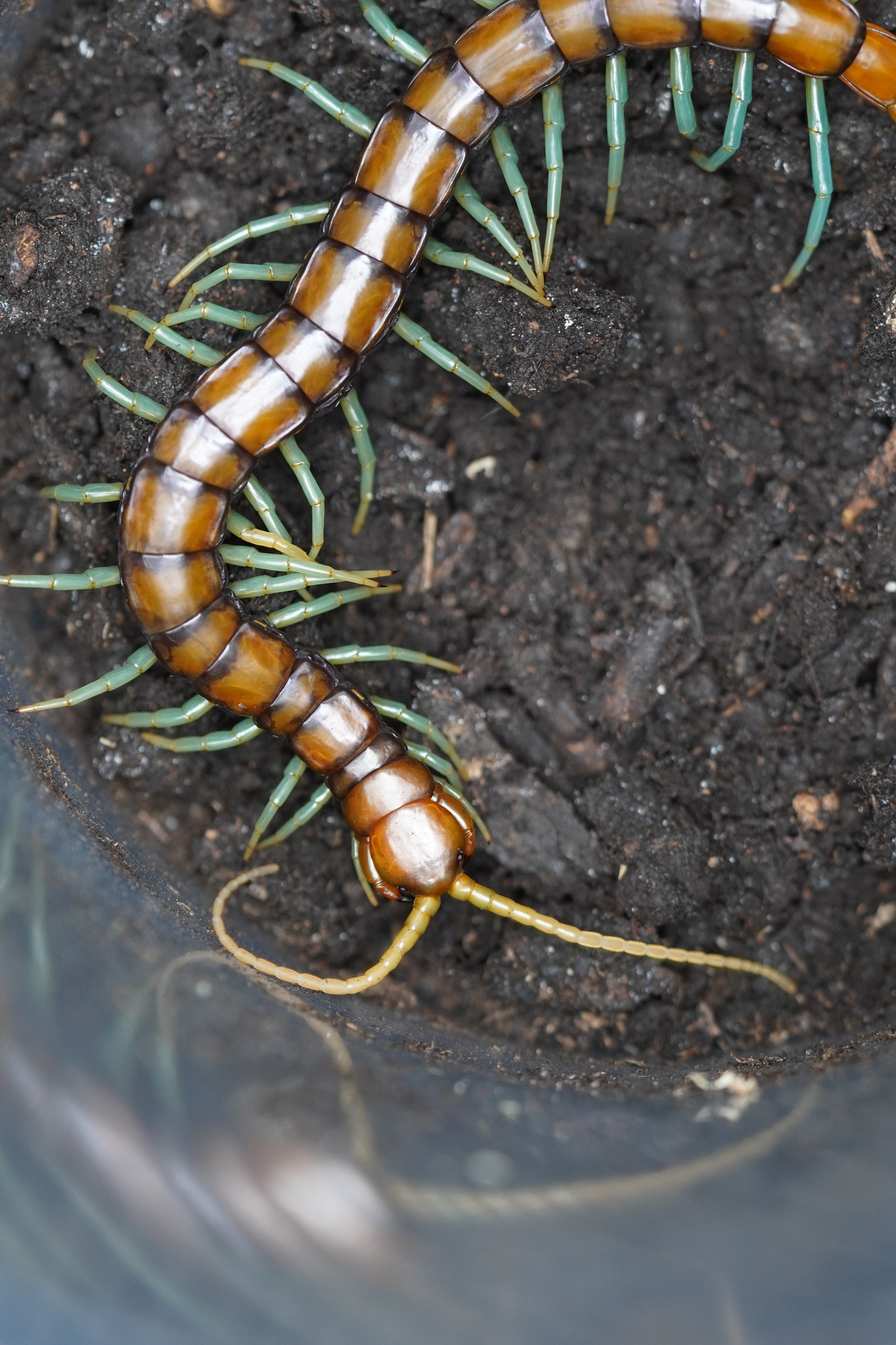 Mint Leg Centipede (1-2i) - Frognose Exotics