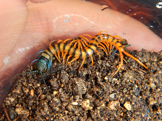 Malaysian Tiger Centipede (1-2i) - Frognose Exotics