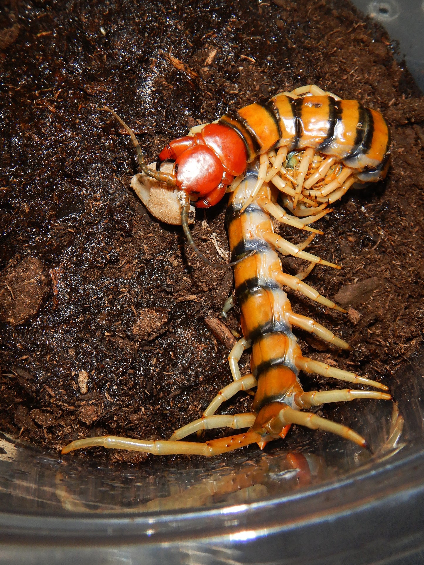 Malaysian Tiger Centipede (1-2i) - Frognose Exotics