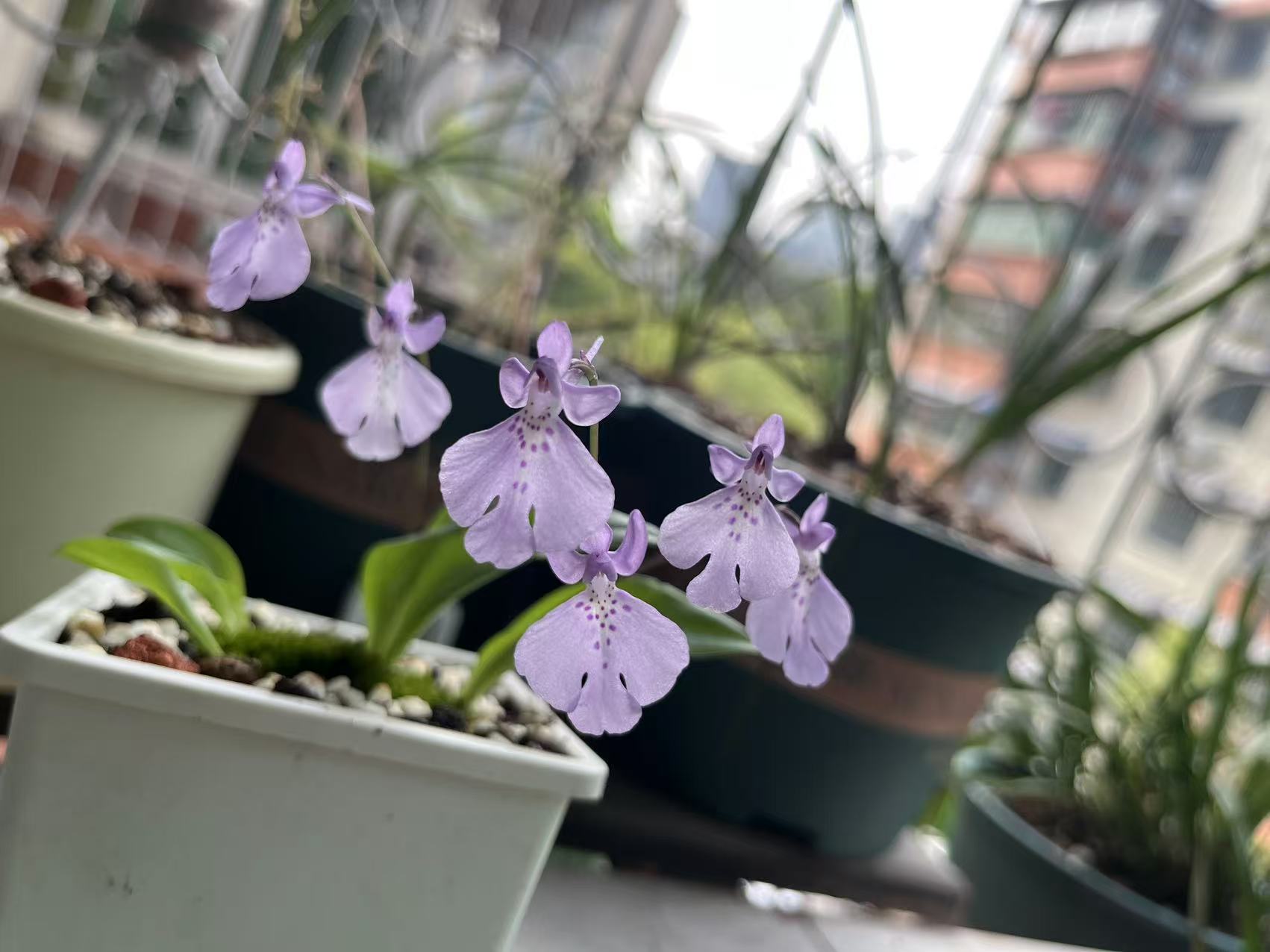 Amitostigma pinguiculum - FS tuber - Frognose Exotics