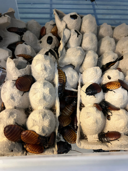 Madagascar Hissing Cockroach - Frognose Exotics