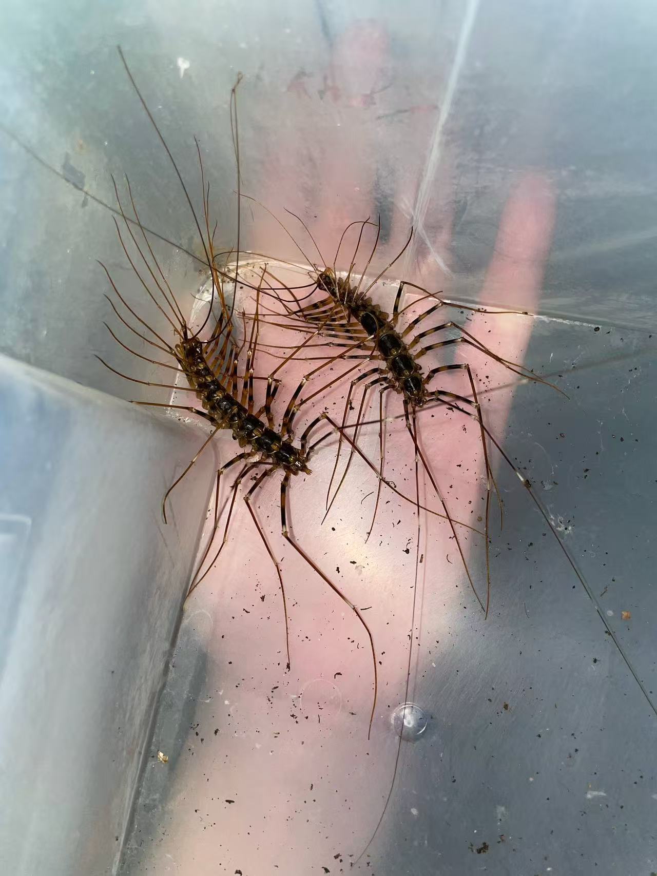 Giant Cave Centipede (Thereuopoda longicornis)