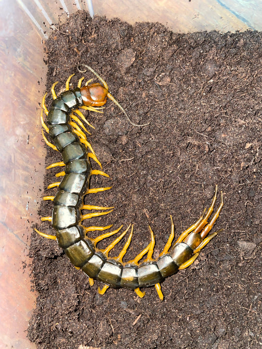 Scolopendra multilans Taiwan (young)