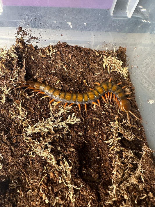 Scolopendra subspinipes Barbados
