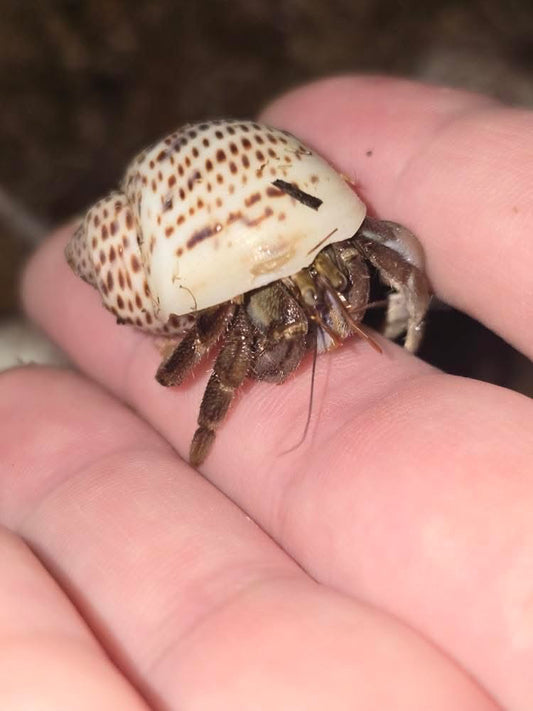 Coenobita lila (young) - Frognose Exotics