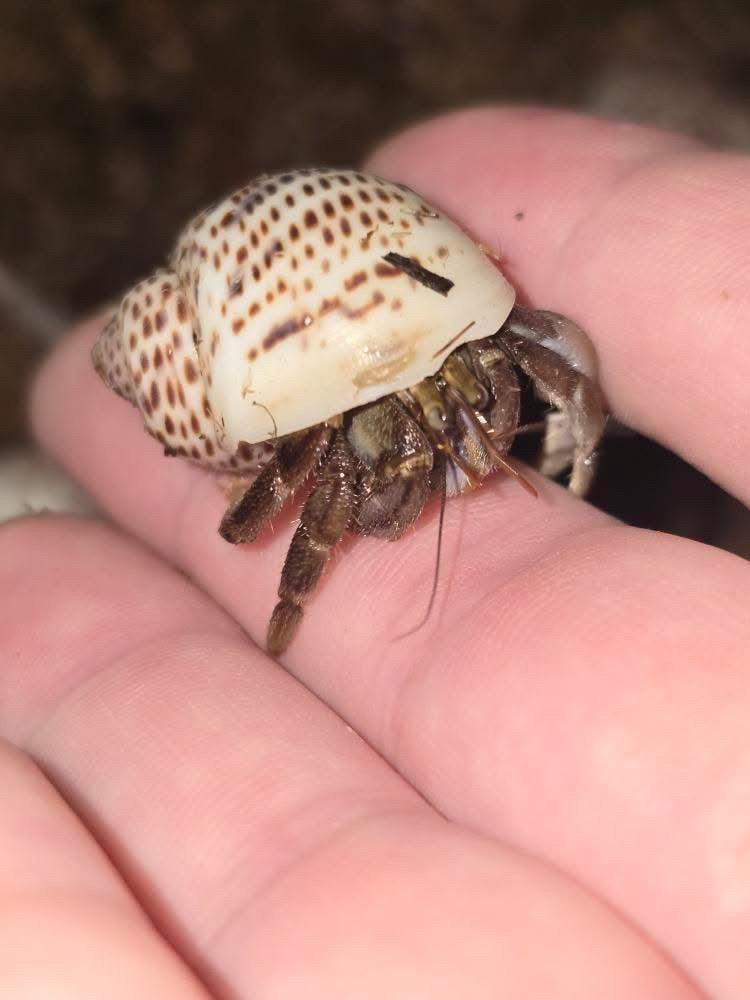 Coenobita lila (young)