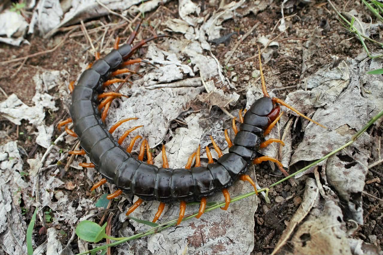 Black Dragon Centipede (2i)