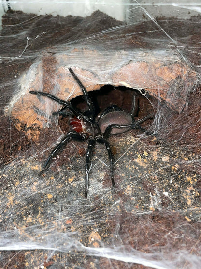 Gigathele hungae Spiderling