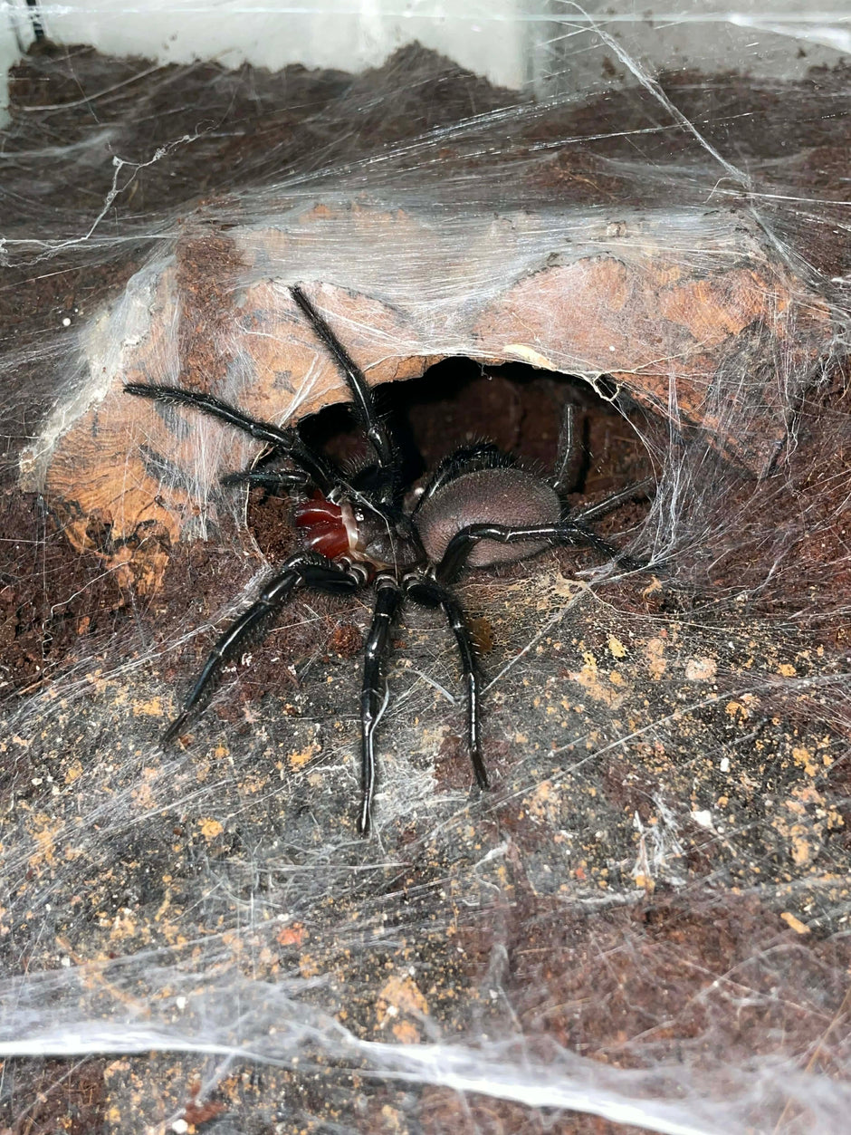 Spiders For Sale | Next-Day USA Delivery – Frognose Exotics
