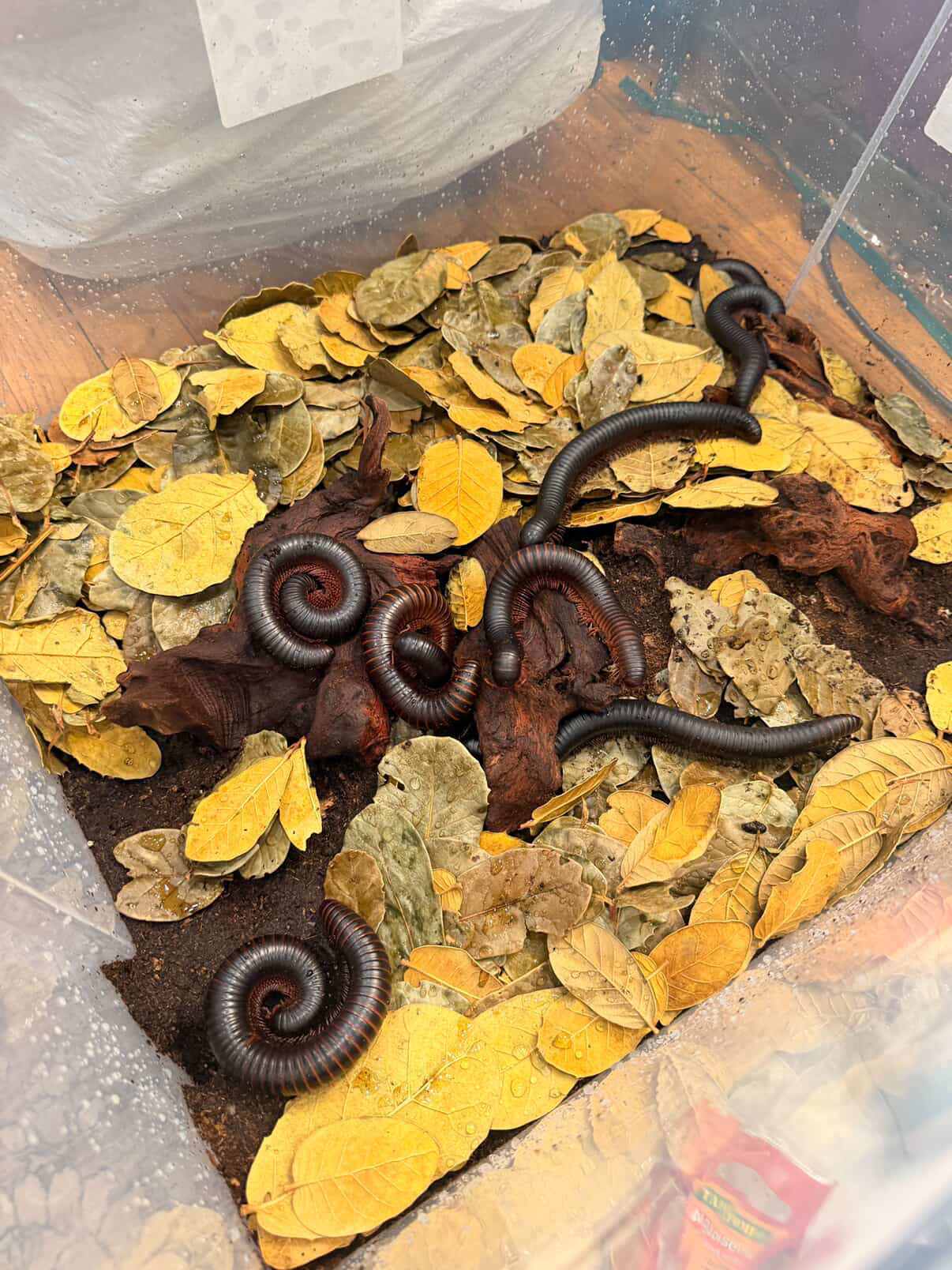 Giant African Millipede (Archispirostreptus gigas)