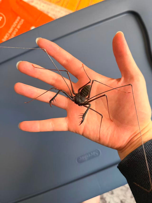 Catageus longispina Tailless Whip Scorpion - Frognose Exotics