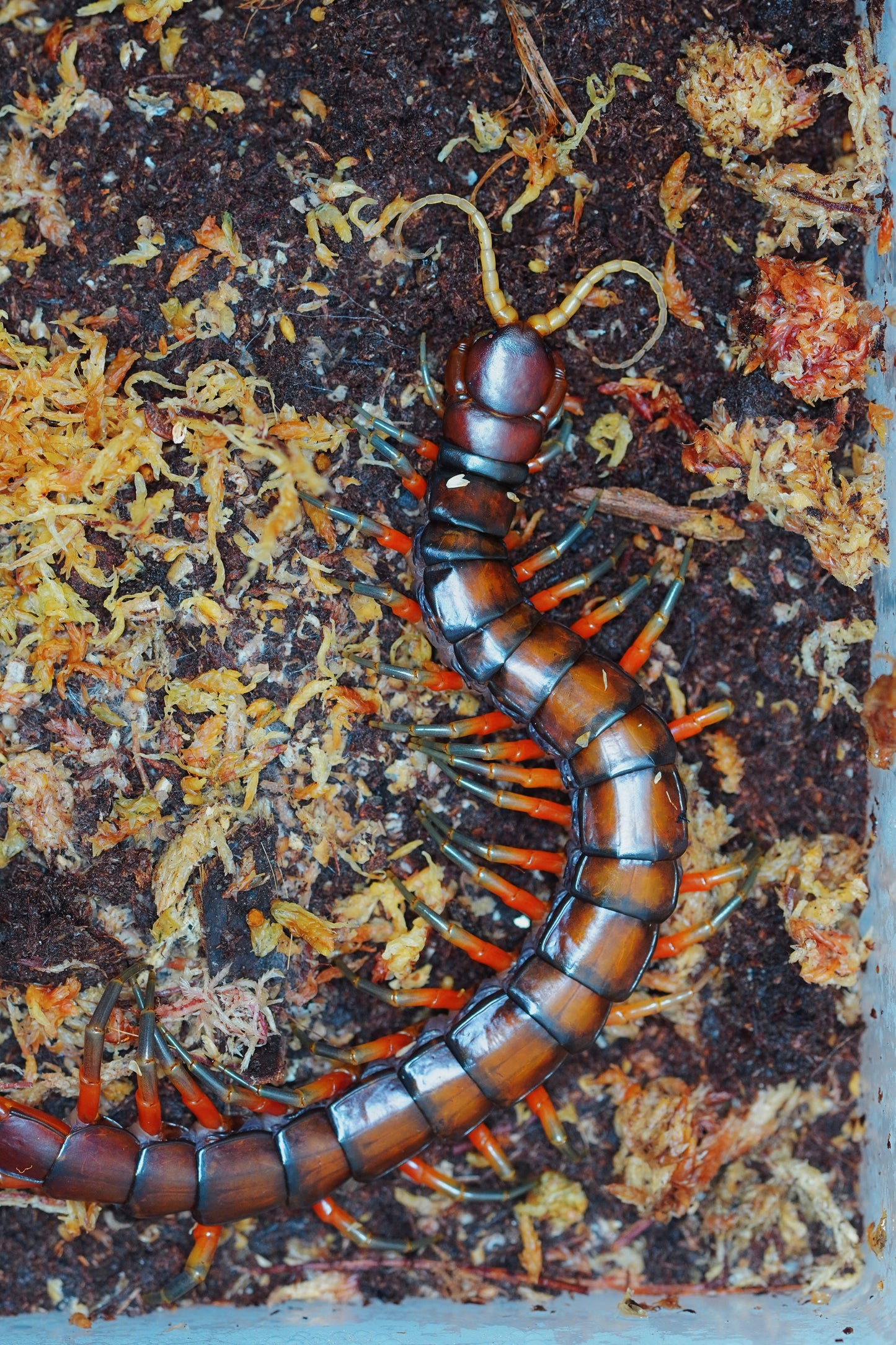 Celebes Rainbow Centipede - Frognose Exotics