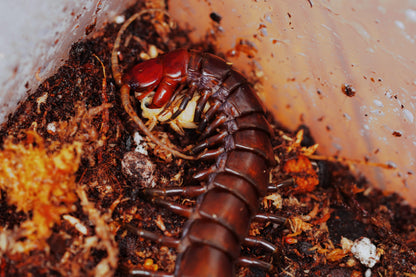 Buton Island Black Centipede - Frognose Exotics