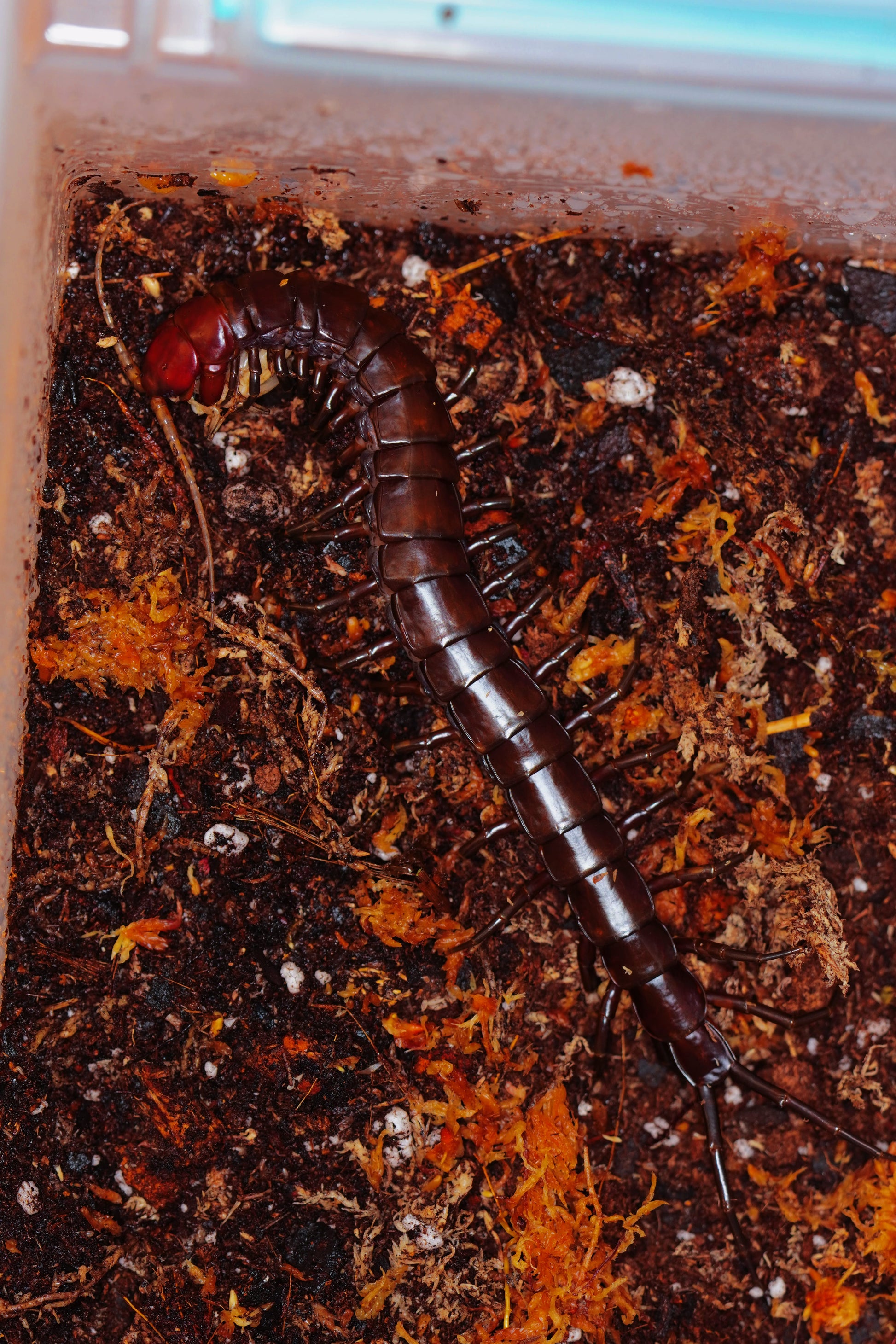 Buton Island Black Centipede - Frognose Exotics
