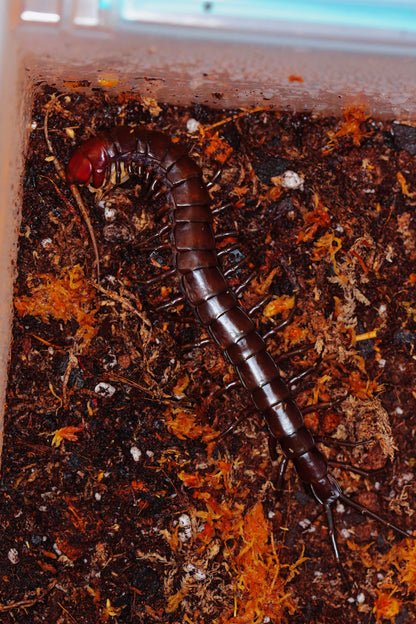 Buton Island Black Centipede - Frognose Exotics