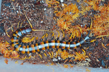 Scolopendra piceoflava - normal - Frognose Exotics