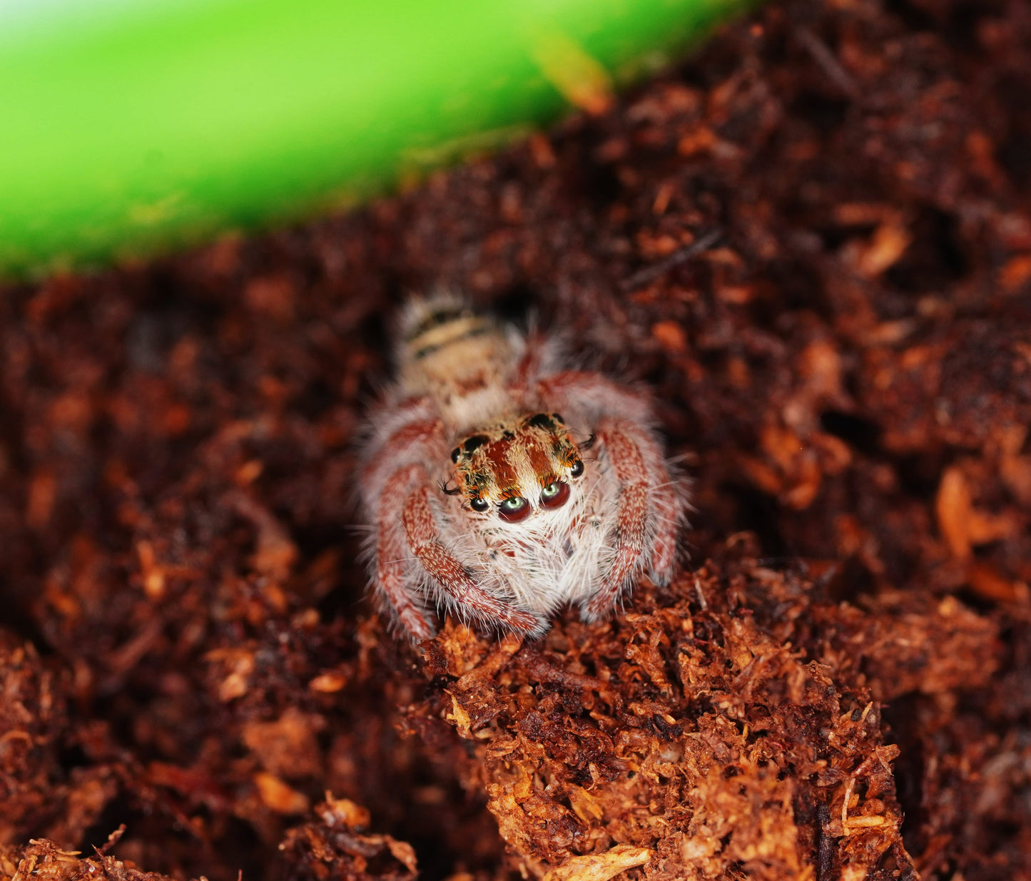 Hyllus diardi Giant Jumping Spider - Frognose Exotics