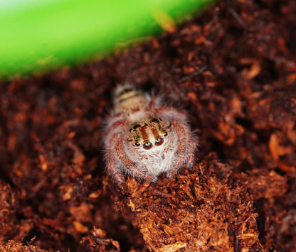 Hyllus diardi Giant Jumping Spider - Frognose Exotics