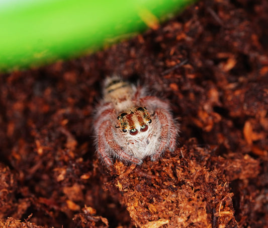 Hyllus diardi Giant Jumping Spider - Frognose Exotics