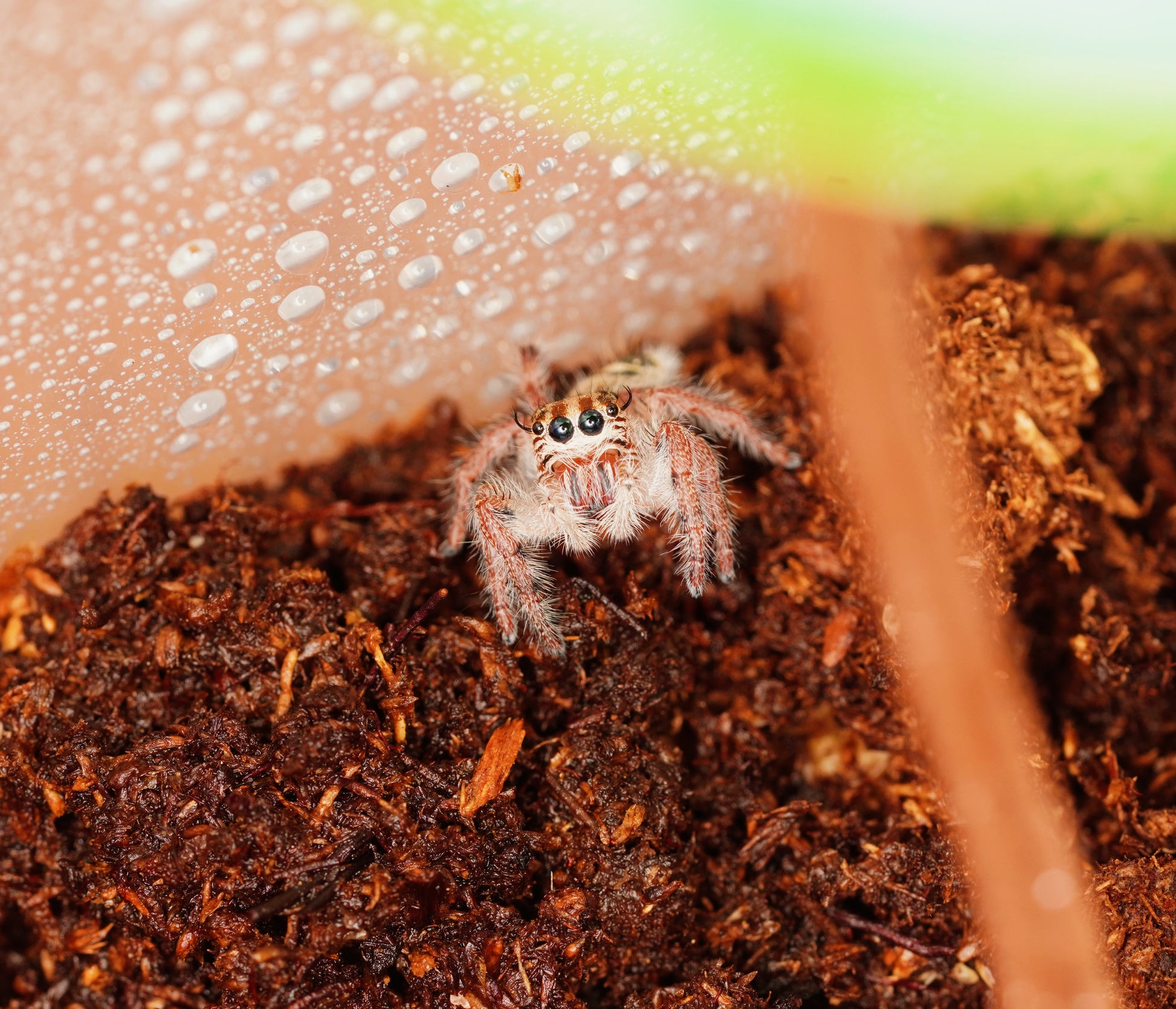 Hyllus diardi Giant Jumping Spider - Frognose Exotics