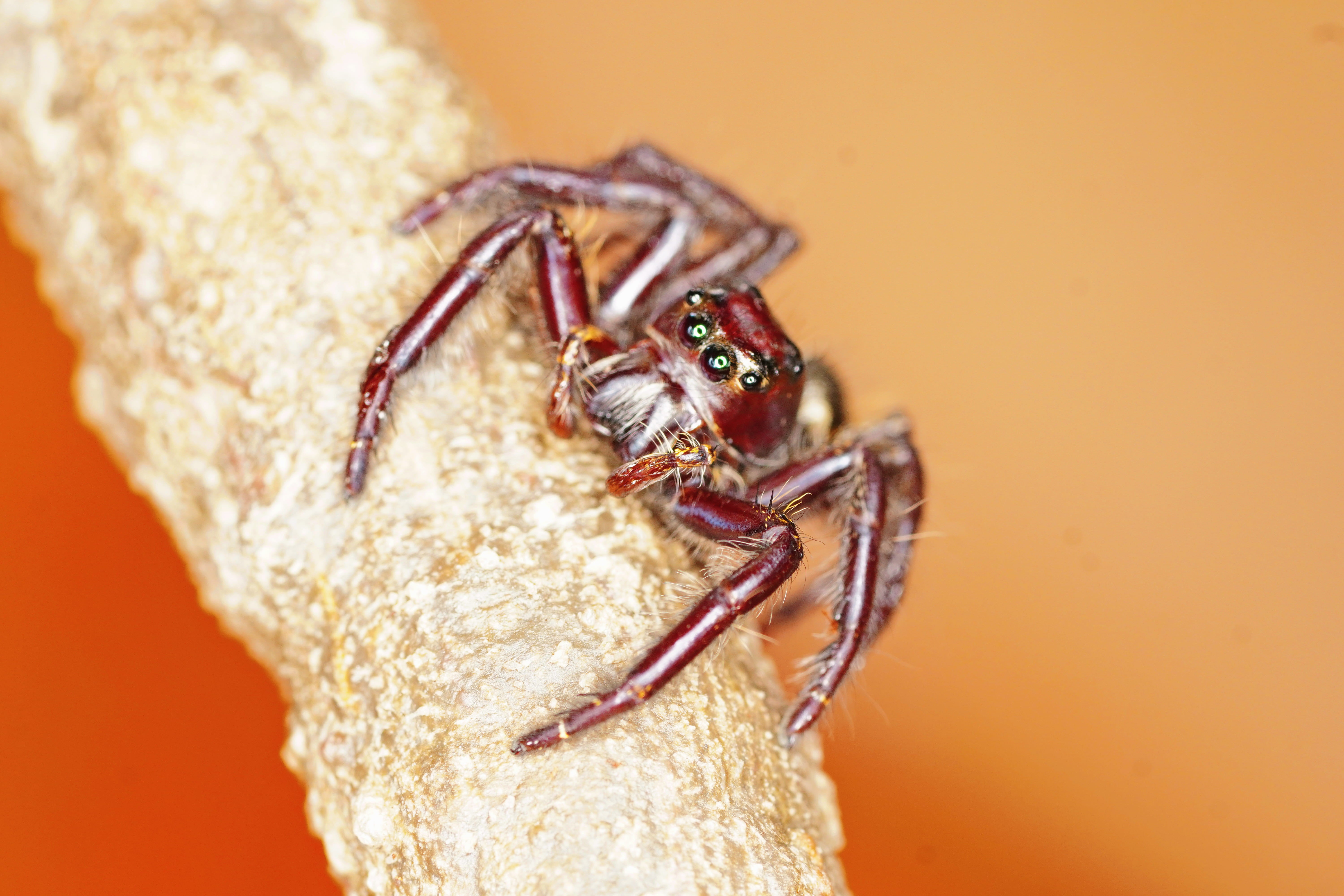 Giant Jumping Spiders Are Freaky Cool Creatures