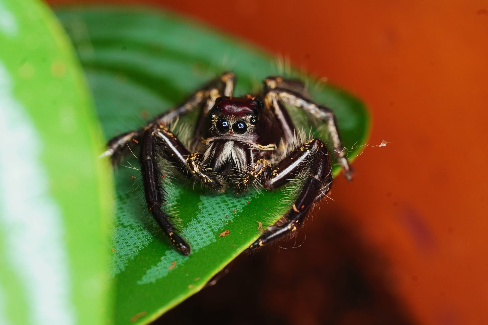 Hyllus giganteus Giant Jumping Spider - Frognose Exotics