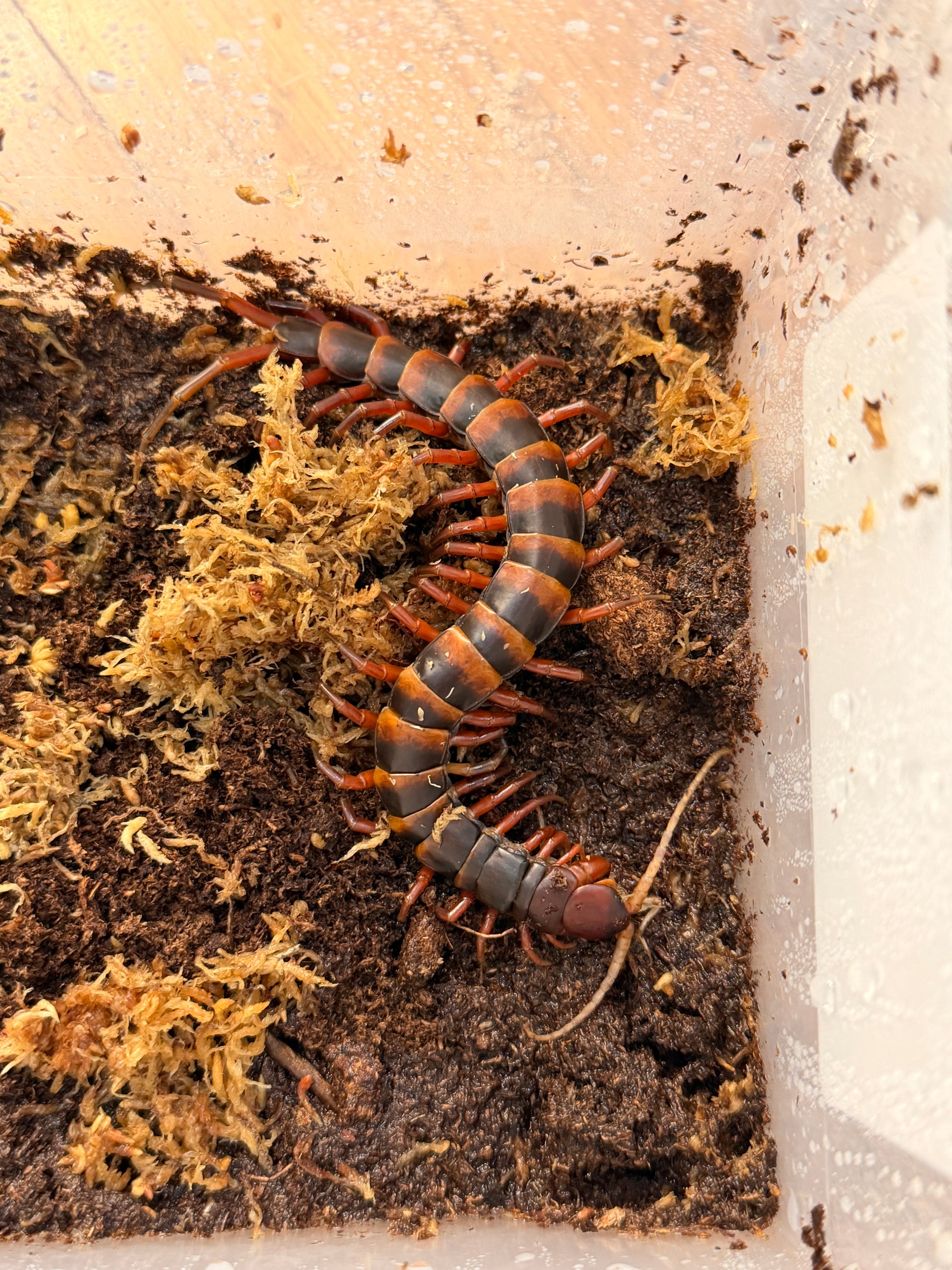 Scolopendra Toraja - Red - Frognose Exotics
