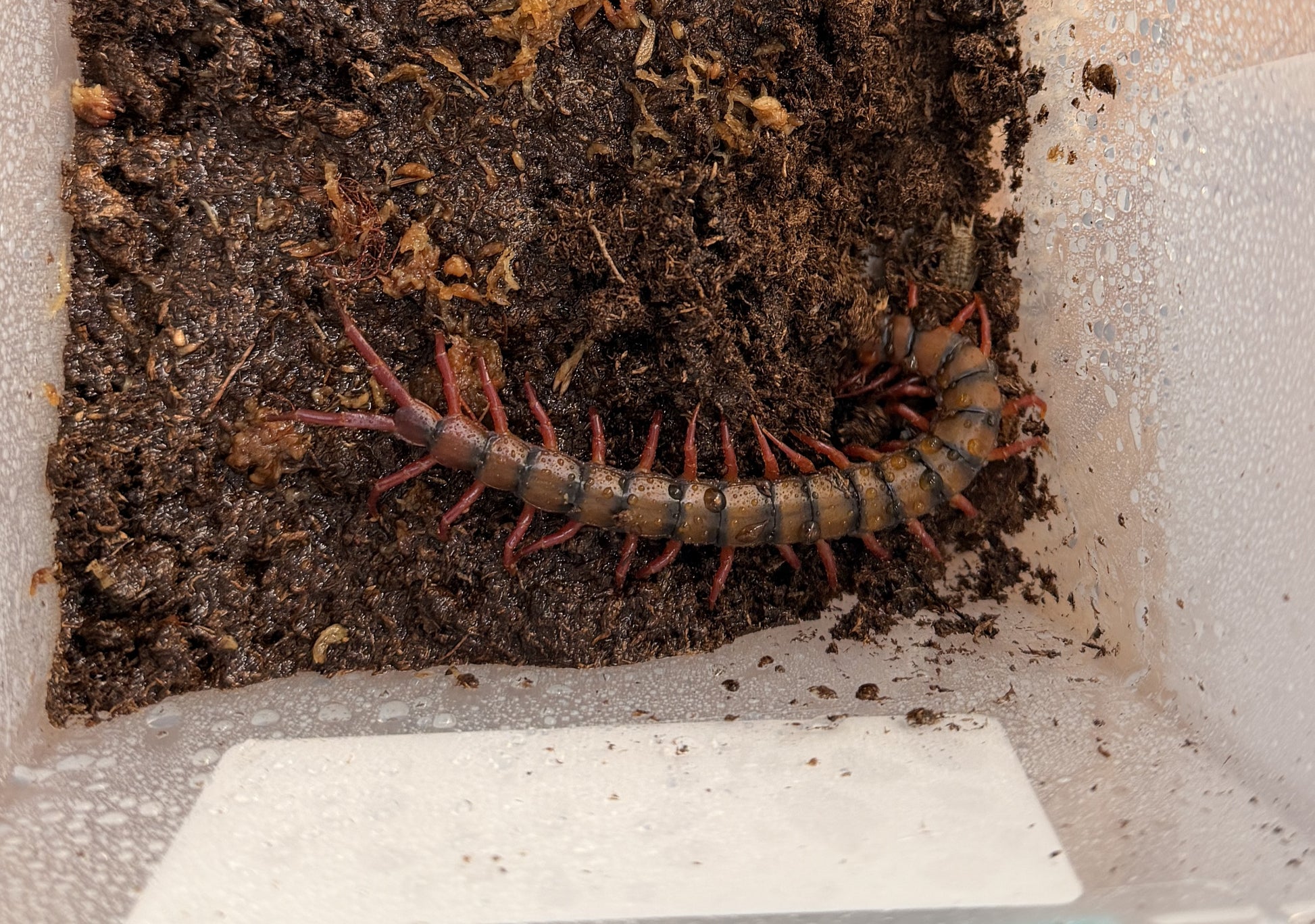 Malaysian Cherry Red Centipede - Frognose Exotics