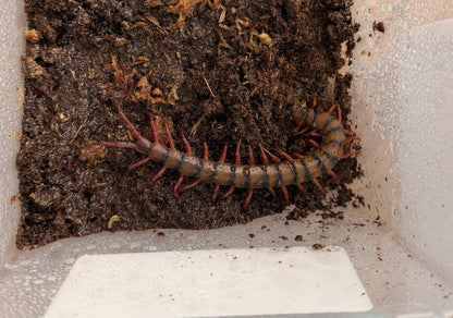 Malaysian Cherry Red Centipede - Frognose Exotics