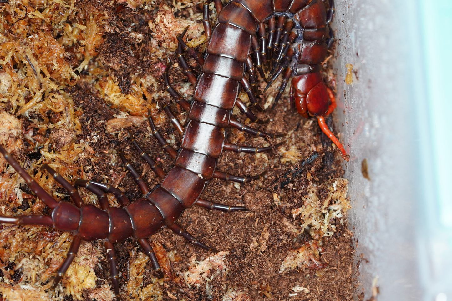 Celebes Purple Giant Centipede - Frognose Exotics