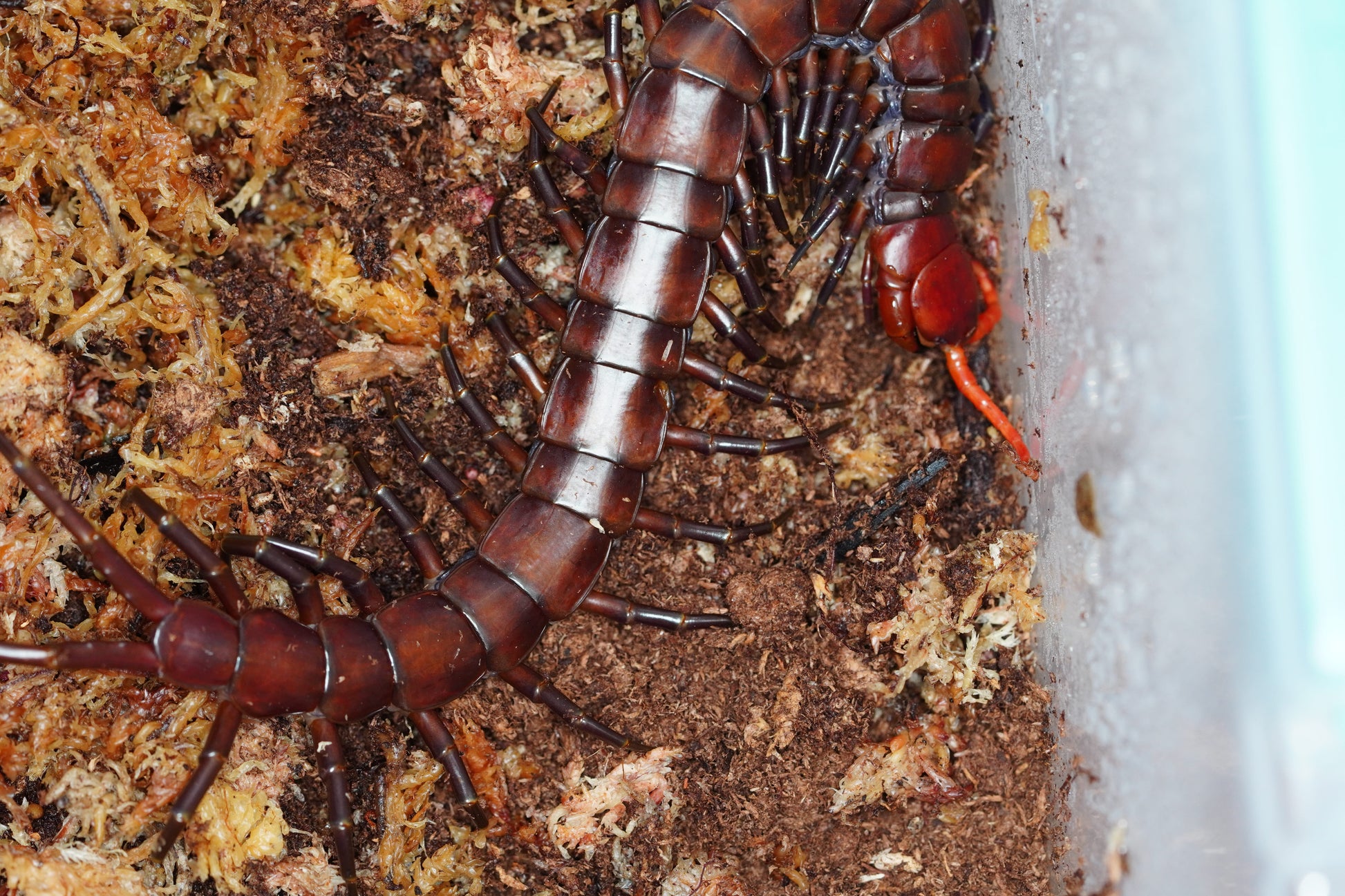 Celebes Purple Giant Centipede - Frognose Exotics