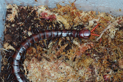 Celebes Purple Giant Centipede - Frognose Exotics