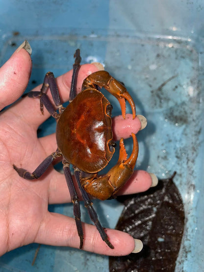 Penang Freshwater Crab (Stoliczia stoliczkana) - Frognose Exotics