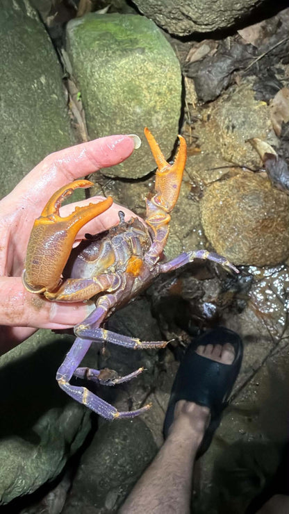 Penang Freshwater Crab (Stoliczia stoliczkana) - Frognose Exotics